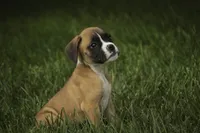 Scott, a male Boxer for sale in Shipshewana, IN – 6 of 10