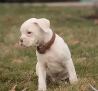 processed/a8691734-ec5d-4cae-919c-f7c884b6b56d/listing/33080520-4b51-4edc-a93f-1e8ef238f9e3/cb58d8db-00da-447a-a5af-6e79df7ee7d5