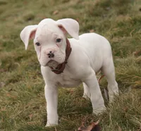 processed/a8691734-ec5d-4cae-919c-f7c884b6b56d/listing/33080520-4b51-4edc-a93f-1e8ef238f9e3/d3303b4e-a244-4dd5-b559-91d4946b9bed