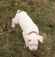 processed/a8691734-ec5d-4cae-919c-f7c884b6b56d/listing/33080520-4b51-4edc-a93f-1e8ef238f9e3/ead2ce1b-37f8-4aef-aa00-50338fba90cf