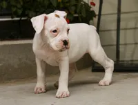 Lily, a female Boxer for sale in Shipshewana, IN – 4 of 10