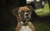 Tressa, a female Boxer for sale in Shipshewana, IN – 9 of 10