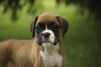 Skye, a female Boxer for sale in Shipshewana, IN – 7 of 10
