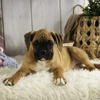 Gracie, a female Boxer for sale in Shipshewana, IN – Photo 2 of 8