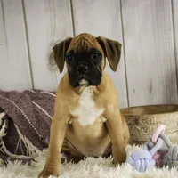 Gracie, a female Boxer for sale in Shipshewana, IN – Photo 6 of 8
