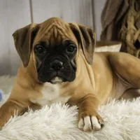 Gracie, a female Boxer for sale in Shipshewana, IN – Photo 1 of 8