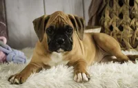 processed/a8691734-ec5d-4cae-919c-f7c884b6b56d/listing/3f14e84f-7223-439a-aa99-8a543c00d46a/64406575-a624-4b08-87eb-307cbd10fd14