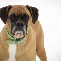 Gracie, a female Boxer for sale in Shipshewana, IN – Photo 8 of 8