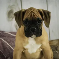 Gracie, a female Boxer for sale in Shipshewana, IN – Photo 4 of 8
