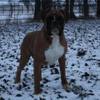 Gracie, a female Boxer for sale in Shipshewana, IN – Photo 7 of 8