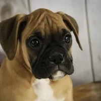 Gracie, a female Boxer for sale in Shipshewana, IN – Photo 3 of 8
