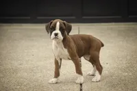 Tressa, a female Boxer for sale in Shipshewana, IN – 8 of 10