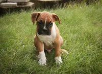 Arlo, a male Boxer for sale in Shipshewana, IN – 8 of 10