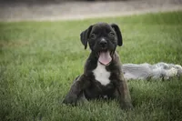 Skipper, a male Boxer for sale in Shipshewana, IN – 2 of 6
