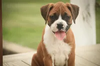 Lily, a male Boxer for sale in Shipshewana, IN – 6 of 9