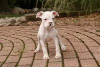 Koa, a male Boxer for sale in Shipshewana, IN – 4 of 6