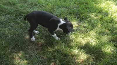 Jones, a male Boxer for sale in Shipshewana, IN – 6 of 8