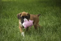 Skye, a female Boxer for sale in Shipshewana, IN – 8 of 10