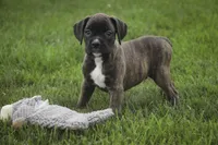 Skipper, a male Boxer for sale in Shipshewana, IN – 6 of 6