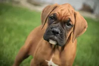 Haddie, a female Boxer for sale in Shipshewana, IN – 3 of 7