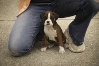 Tressa, a female Boxer for sale in Shipshewana, IN – 7 of 10