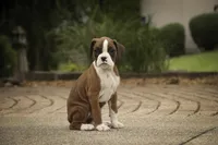 Tressa, a female Boxer for sale in Shipshewana, IN – 5 of 10