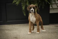 Tara, a female Boxer for sale in Shipshewana, IN – 6 of 8
