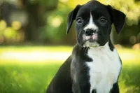 Leo, a male Boxer for sale in Shipshewana, IN – 4 of 9