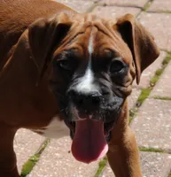 Atticus, a male Boxer for sale in Shipshewana, IN – 2 of 9