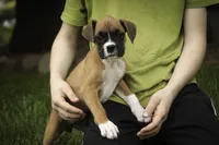 Gemma, a female Boxer for sale in Shipshewana, IN – 2 of 8