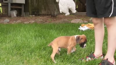 Scott, a male Boxer for sale in Shipshewana, IN – 10 of 10