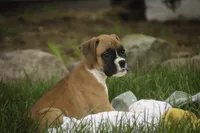 Gemma, a female Boxer for sale in Shipshewana, IN – 3 of 8