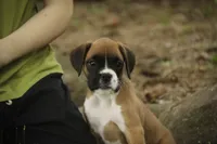 Skye, a female Boxer for sale in Shipshewana, IN – 3 of 10