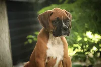 Remi, a male Boxer for sale in Shipshewana, IN – 4 of 7