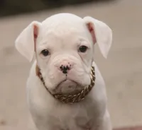 processed/a8691734-ec5d-4cae-919c-f7c884b6b56d/listing/6a8636af-2429-48ed-aecc-6a86d1e50932/42adf04d-7af7-4aa1-83f3-0d63e6ac238f