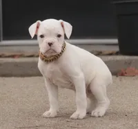 processed/a8691734-ec5d-4cae-919c-f7c884b6b56d/listing/6a8636af-2429-48ed-aecc-6a86d1e50932/81ec796b-aa71-44c5-b367-e62c8bb419b5