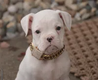 processed/a8691734-ec5d-4cae-919c-f7c884b6b56d/listing/6a8636af-2429-48ed-aecc-6a86d1e50932/ea8b737f-8502-44c5-9a5a-aefa25ba30a6