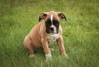 Huck, a male Boxer for sale in Shipshewana, IN – 4 of 6