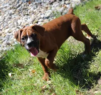 Atticus, a male Boxer for sale in Shipshewana, IN – 7 of 9