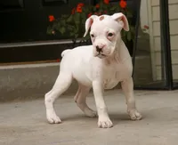 Lily, a female Boxer for sale in Shipshewana, IN – 7 of 10