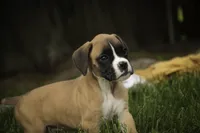 Scott, a male Boxer for sale in Shipshewana, IN – 3 of 10
