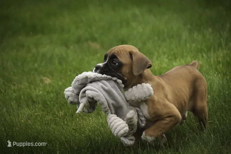 Gemma – Boxer puppy for sale in Shipshewana, IN