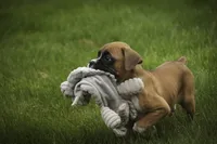 Gemma, a female Boxer for sale in Shipshewana, IN – 1 of 8