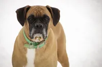 Baily, a female Boxer for sale in Shipshewana, IN – 10 of 10