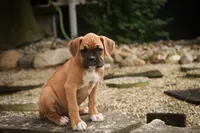 Baily, a female Boxer for sale in Shipshewana, IN – 4 of 10