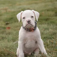 Henry, a male Boxer for sale in Shipshewana, IN – Photo 6 of 7