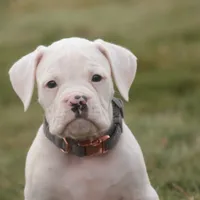 Henry, a male Boxer for sale in Shipshewana, IN – Photo 1 of 7