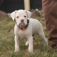 Henry, a male Boxer for sale in Shipshewana, IN – Photo 5 of 7