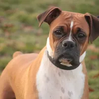 Henry, a male Boxer for sale in Shipshewana, IN – Photo 7 of 7
