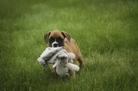Gemma, a female Boxer for sale in Shipshewana, IN – 8 of 8